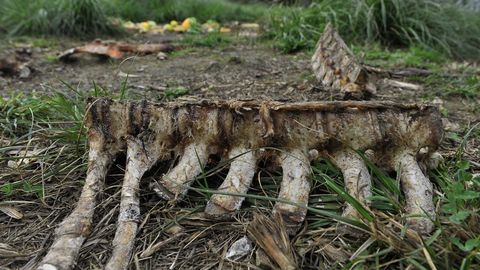 Vértebras y huesos de grandes animales yacen en la parcela