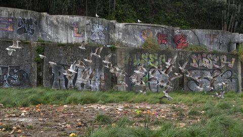 Bandadas de gaviotas acuden a comerse los restos tirados bajo el materno