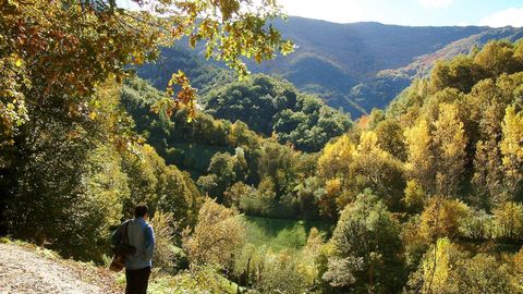 El bosque de la Devesa da Rogueira se extiende por las faldas del monte Formigueiros