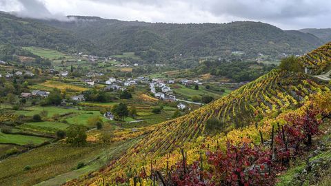 Los viñedos cubren una buena parte de las laderas que rodean el valle de Abeleda