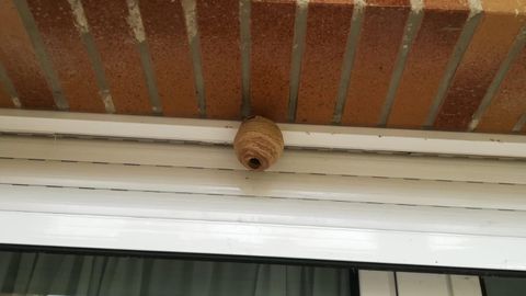 Un nido embrionario de avispa velutina sobre la ventana de una vivienda