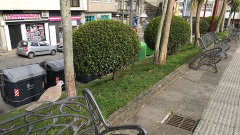 Una paloma, única ocupante de un banco de Marin, Pontevedra