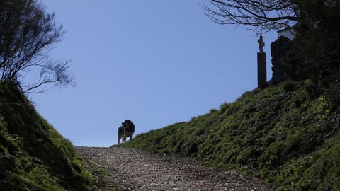 Un perro guarda el camino en las cercanías del Alto do Poio