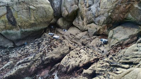 Fardos encontrados en rocas de la ría de Arousa, y que se corresponden con el alijo del fin de semana