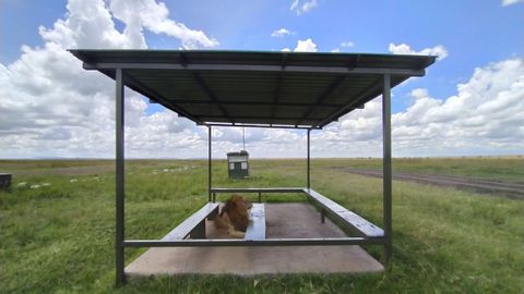 Un león recorre el aeropuerto de Masai Mara (Kenia), cerrado por el COVID-19, algo «no visto en 30 años»