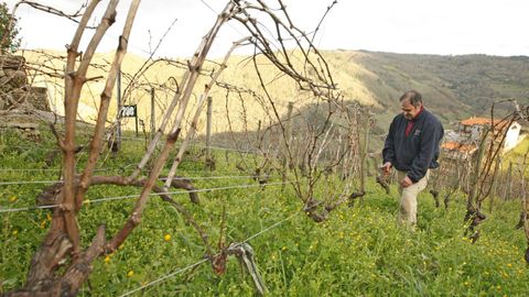 Trabajos de poda practicados recientemente en un viñedo de la ribera de Chantada
