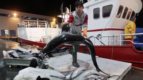 Imagen de archivo de un espadero descargando en Vigo la principal especie que capturan, tintorera