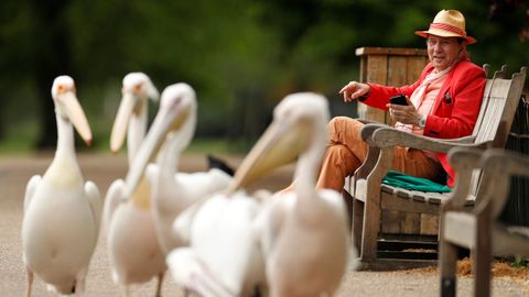 Un hombre observa a un grupo de pelícanos en un parque londinense