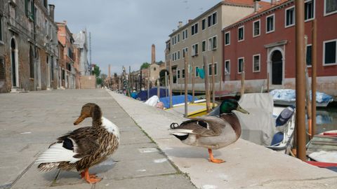 Los patos campan a sus anchas en las calles de una Venecia desierta