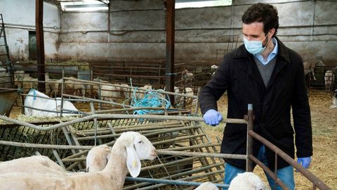 Casado, durante su visita a una explotacin de ovino en Valverde de Alcal (Madrid)