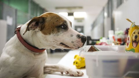 Un perro olfatea una caja con comidad, en un centro de recuperacin de animales en Madrid