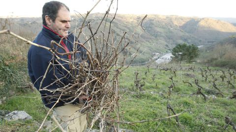 Un viticultor retira los restos de la última poda en una viña de la ribera de Chantada