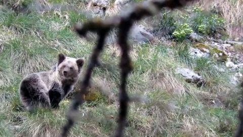 oso, osos, Asturias.Osezna reintroducida en Picos de Europa