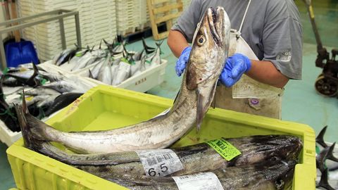 Todo apunta a que en el 2022 la flota gallega podrá pescar menos merluza fresca, la Merluccius merluccius, la genuina europea