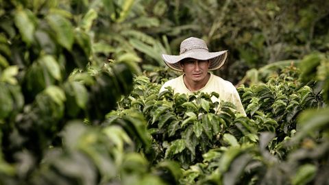 La producción de café en Colombia ha caído un 28 % a causa de la pandemia