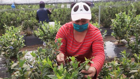 Recolectores de bayas mexicanos utilizan mascarillas de protección