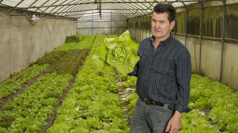 Máximo Lema muestra una lechuga como las que tuvo que acabar dando a las gallinas.