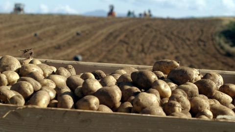 Patatas de variedad agria