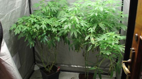 Uno de los invernaderos con plantas de marihuana 
