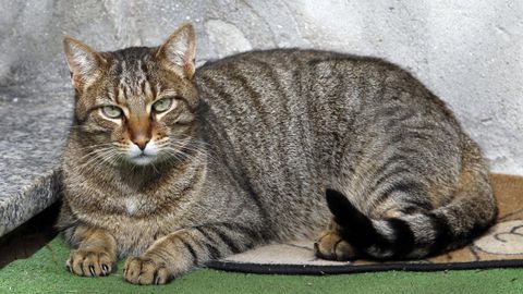 Un gato doméstico en un hogar de Viveiro