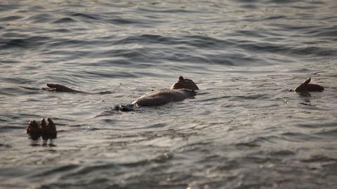 Otro de los escenarios más fotografiados hoy son las playas, con los primeros baños de la desescalada. En A Coruña hubo quien no dudó en madrugar para lanzarse al agua