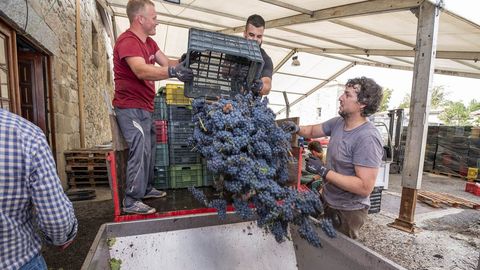 Entrada de uva, la pasada vendimia, en la bodega Rectoral de Amandi