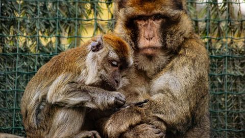 Los macacos Charlie y Dauda en el zoo 'El Bosque' de Oviedo