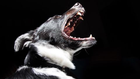 Imagen de archivo de un perro ladrando