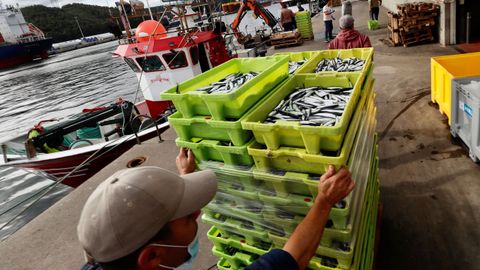 Varios pescadores descargan bocarte en la Rula de Avilés