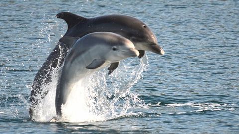 Una arroaz adulta, Leyre, con su cría, que fueron avistadas por el BDRI en la ría de Arousa