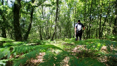 Imagen de la devesa de Nugallás, en Antas de Ulla, donde se encuentra el centro geográfico de Galicia