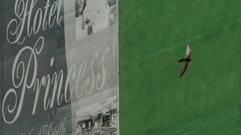 Estorninos y otras especes, como los aviones y vencejos, vuelan ya por el centro de Ourense