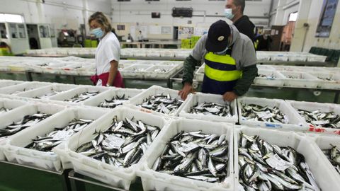 Sardinas en una lonja arousana, el año pasado, para el san Juan, temporada alta en la demanda de ese pescado azul