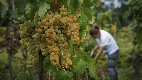 Vendimia en un viñedo de O Ribeiro