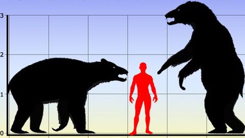 Comparativa de una figura humana respecto a un oso cavernario, un enorme animal que podía llegar a pesar 800 kilos