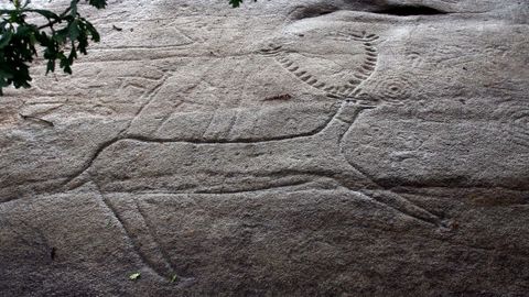 El ciervo de Laxe dos Carballos, en Campo Lameiro