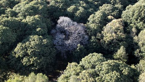 Bosque autótotonos visto desde el globo