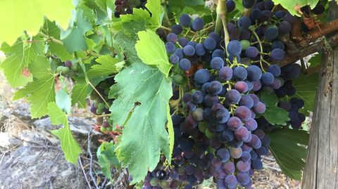 El cambio de color de la uva que marca la cuenta atrás para la vendimia está muy avanzado