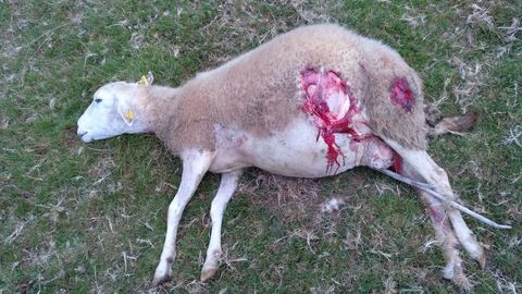 Una de las ovejas asesinadas por el lobo