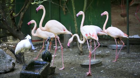 El parque ornitológico de Avifauna está en Outeiro de Rei