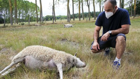 Borja Álvarez ha perdido 20 ovejas en el ataque del lobo