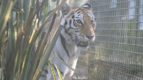 Asia, la tigresa del zoo El Bosque de Oviedo