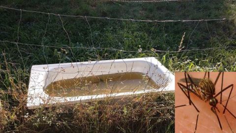 El «Aedes Japonicus», en el recuadro, está asentado en Asturias, en donde ha sido visto sobre todo en bañeras recicladas para el ganado como la de la imagen.