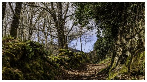 Vista dunha corredoira nun tramo do Camiño Miñoto Ribeiro entre Pazos de Arenteiro e Soutelo de Montes, nunha imaxe que mostra a páxina caminominotoribeiro.com, completa web na que se pode atopar o trazado detallado das nove etapas, a súa xeolocalización ou a descarga da guía da ruta