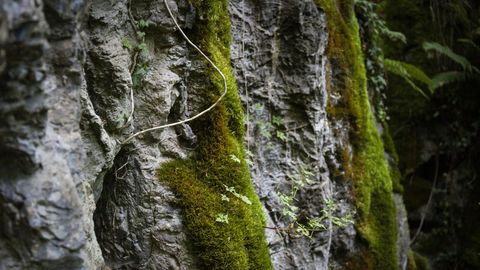 La erosión ha ido modelando un llamativo laberinto kárstico en esta zona de Becerreá