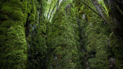 El omnipresente verde está favorecido por la humedad del valle del río Narón