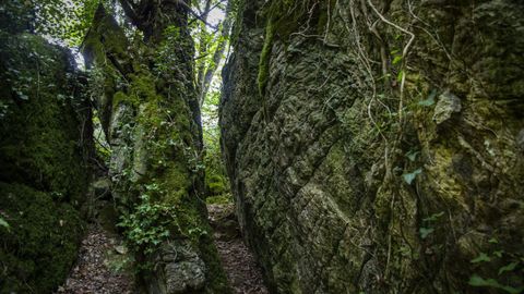 Os Grobos es un bosque de cuento lleno de pasadizos entre paredes de rocas, musgo y helechos