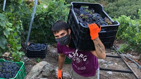 Vendimia para la bodega Algueira, una de las más marugadoras en Ribeira Sacra