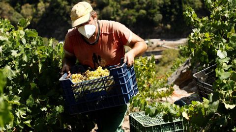 Lauva blanca es de las primeras en vendimiarse en los viñedos de Ribeira Sacra