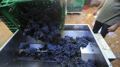Entrada de uva en una bodega de la denominación de origen Ribeira Sacra
